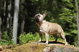 BOULEDOGUE FRANCAIS 358
